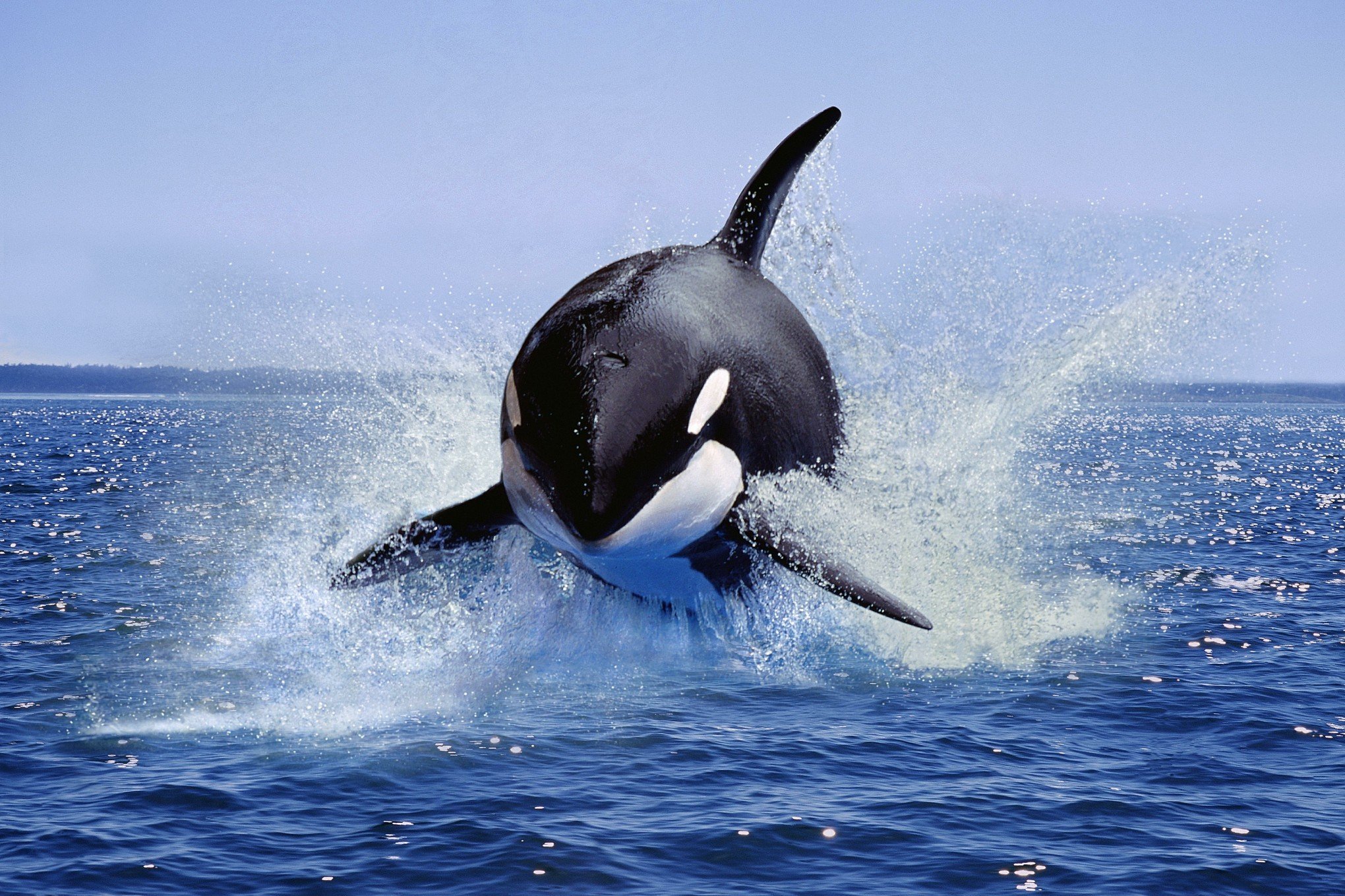 Ataque de orcas afunda iate e intriga biólogos; entenda o caso
