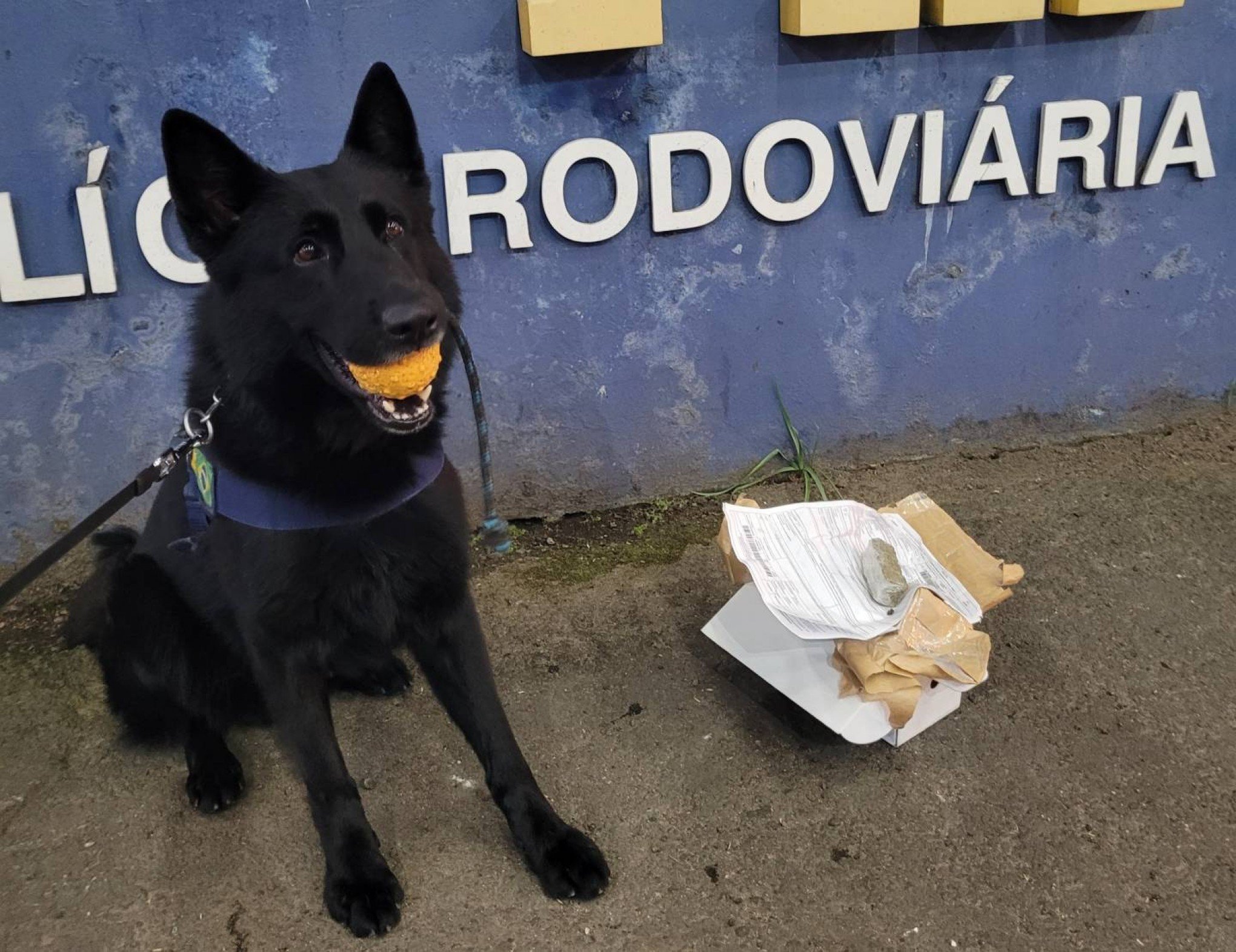 Cão farejador encontra drogas em ônibus na BR-290; entenda o caso