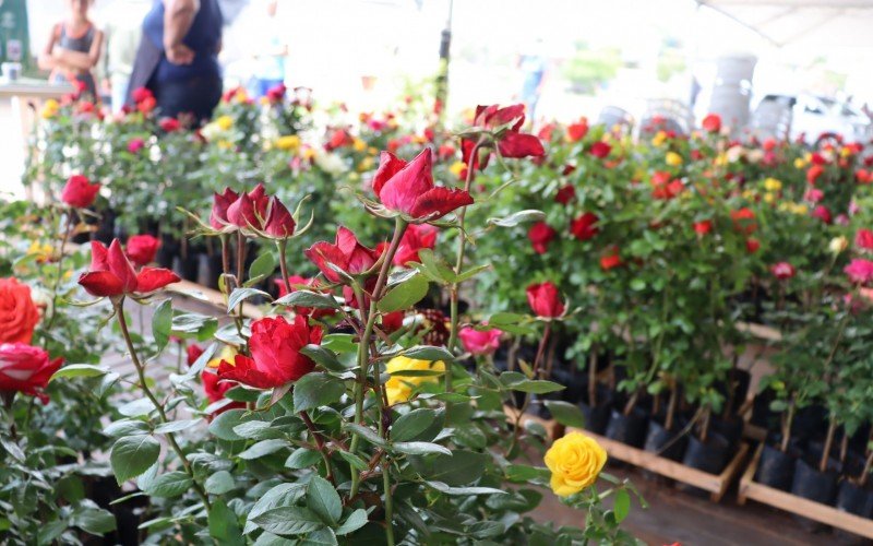 Festa das Rosas de Sapiranga tem primeiro dia neste sÃ¡bado