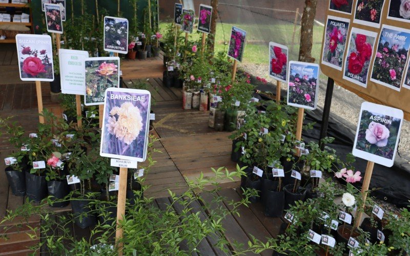 Mudas de chÃ¡s, temperos e Ã¡rvores nativas sÃ£o vendidas na Festa das Rosas