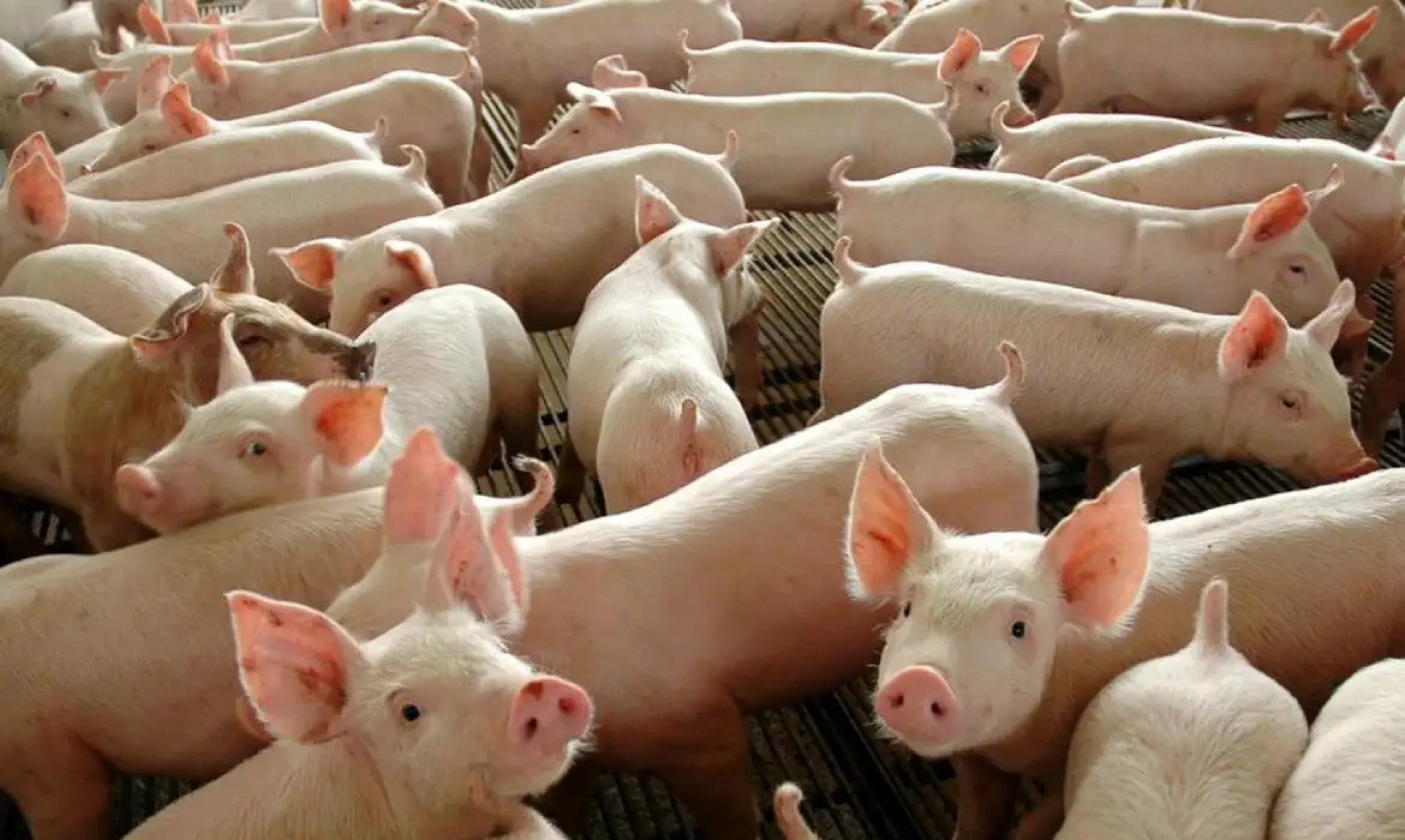 Criação de porcos pode auxiliar no transplante de órgãos em humanos; saiba como