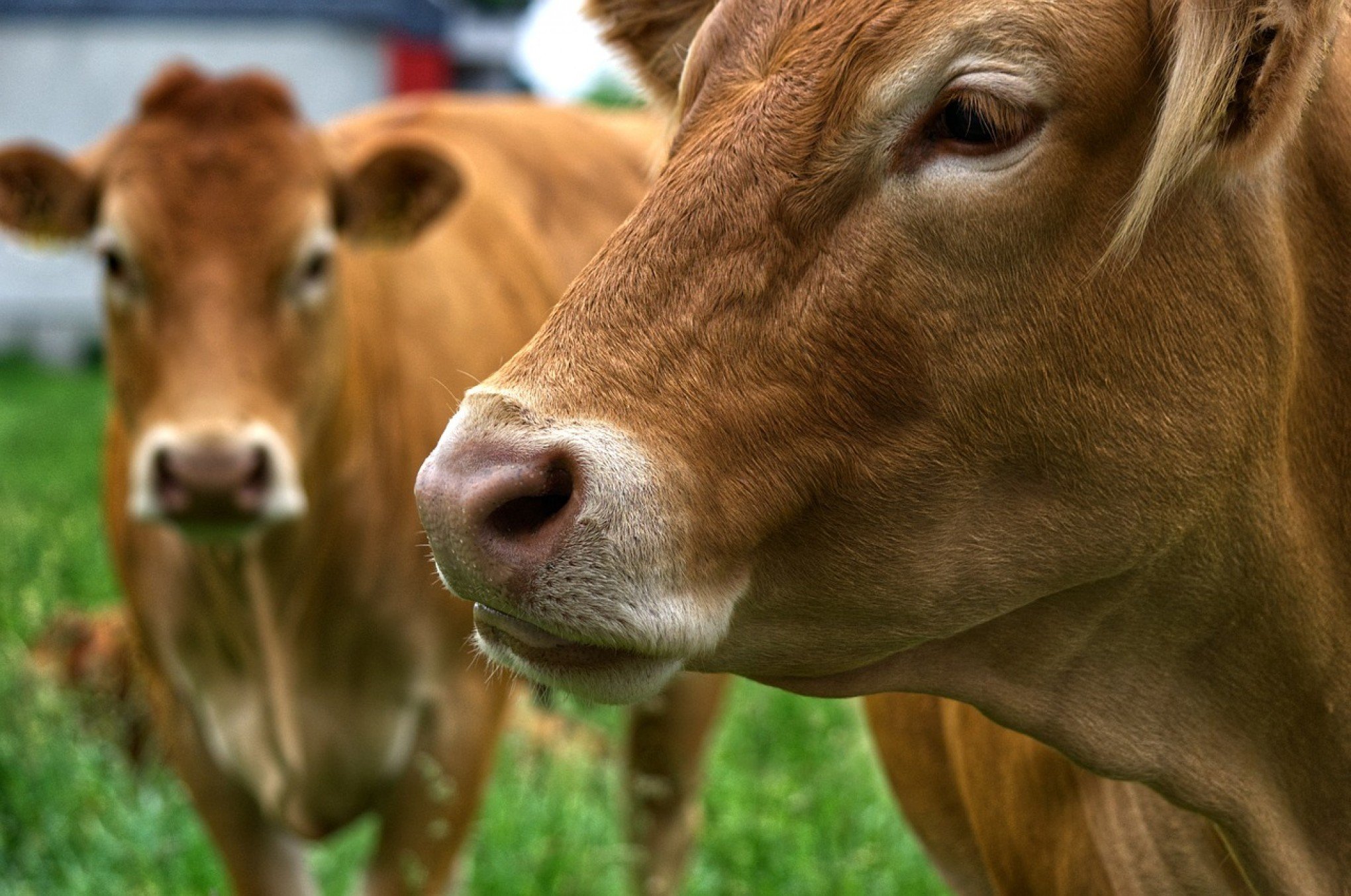 País da Europa vai taxar gases emitidos pelas vacas