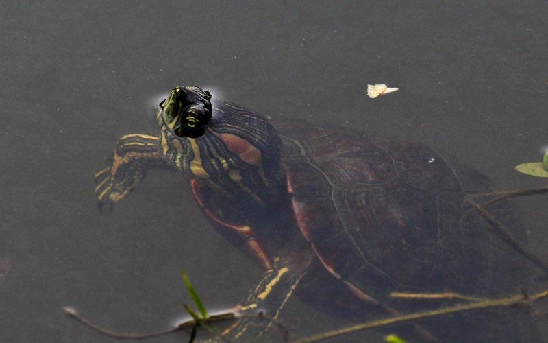 Tartarugas no lago da Praça Décio Rosa estão ameaçadas devido à ação do homem