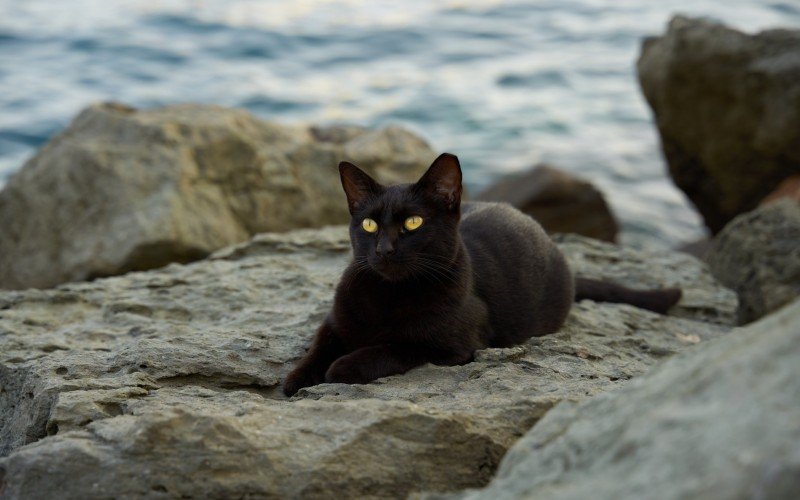 Em Chipre, há mais gatos do que humanos | Jornal NH