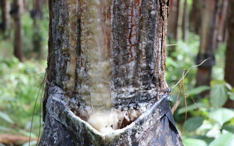 FLORESTA DE PINUS EM RIOZINHO EXTRAI RESINA PARA A INDÃšSTRIA