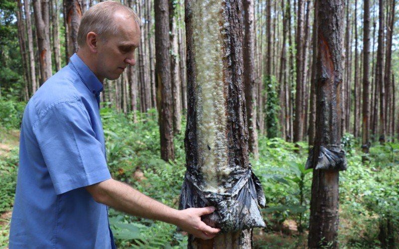 Daniel Luis Ribatzki e os irmãos plantaram Pinus pensando em vender a madeira, mas antes decidiram arrendar a área para a extração de resina | Jornal NH