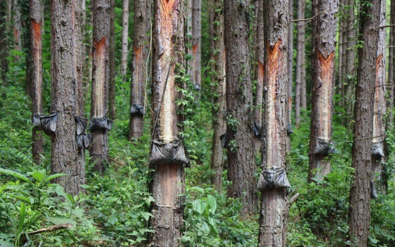 Floresta de pinus em Riozinho extrai resina