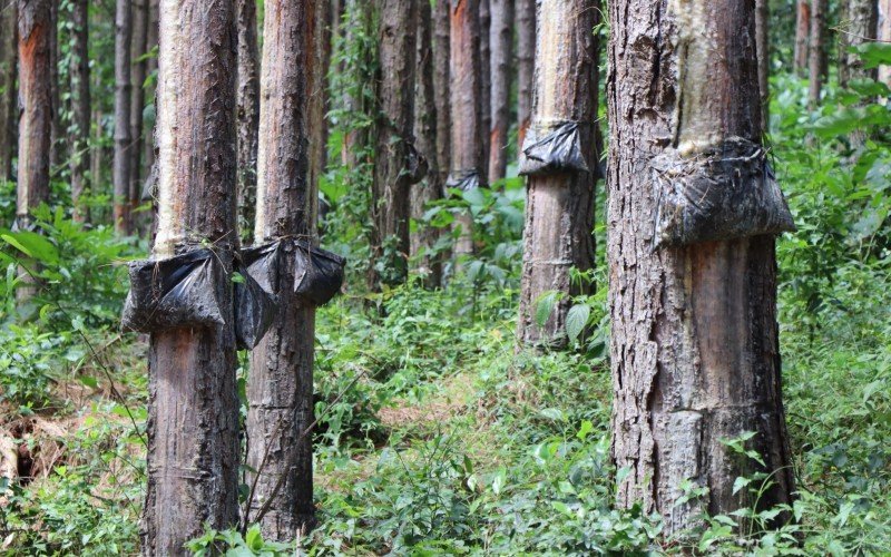 FLORESTA DE PINUS EM RIOZINHO EXTRAI RESINA PARA A INDÃšSTRIA