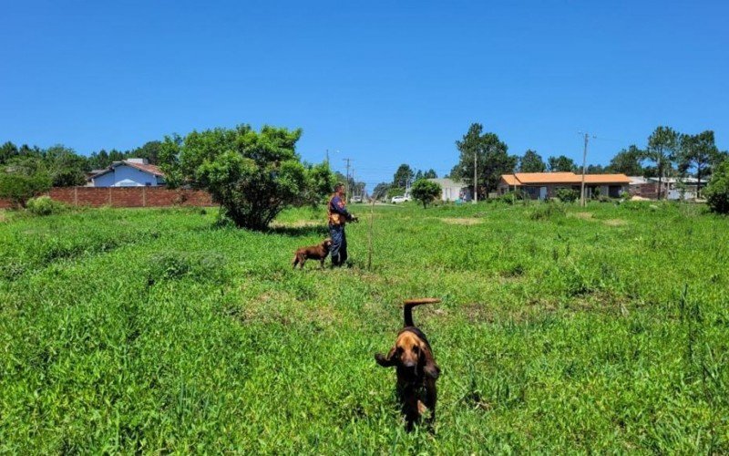 Cães foram utilizados nas buscas em Tramandaí  | Jornal NH