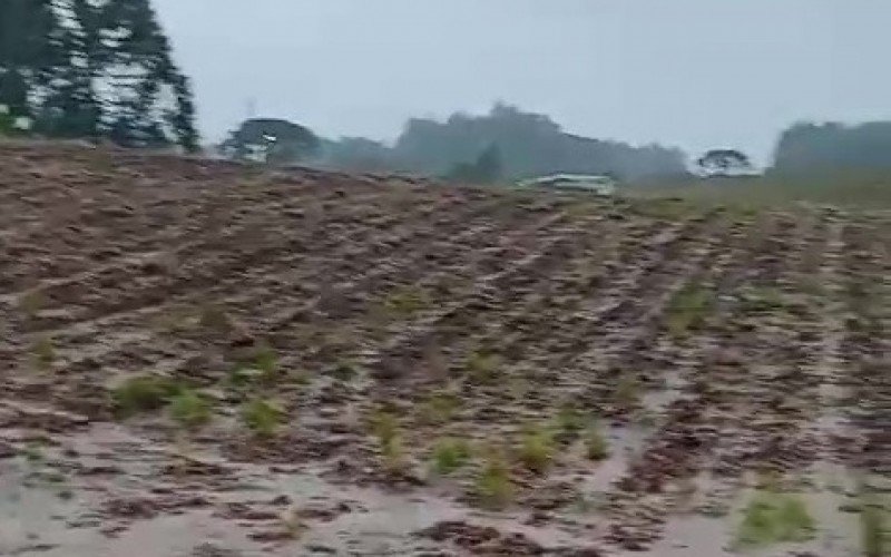 Imagens foram gravadas em Santa Maria do Herval no fim de semana registram como a chuva atingiu uma lavoura de milho  | Jornal NH