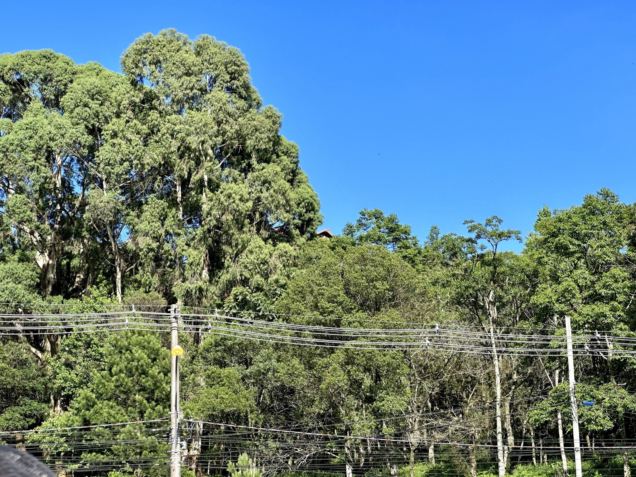 GRAMADO: Podas de árvores em locais de risco foram solicitadas por moradores meses antes
