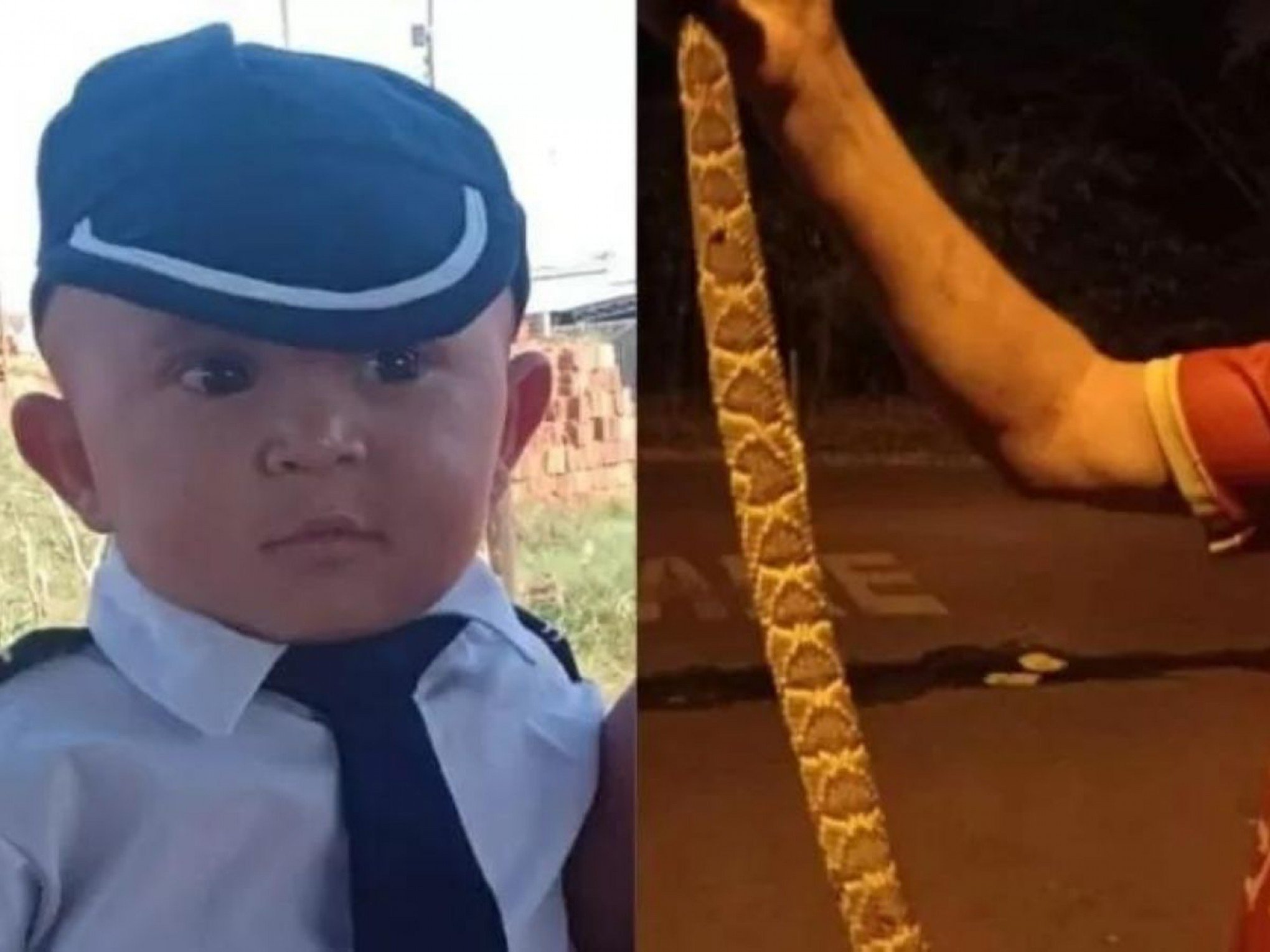 Menino de 2 anos morre após ser picado no tornozelo por cobra