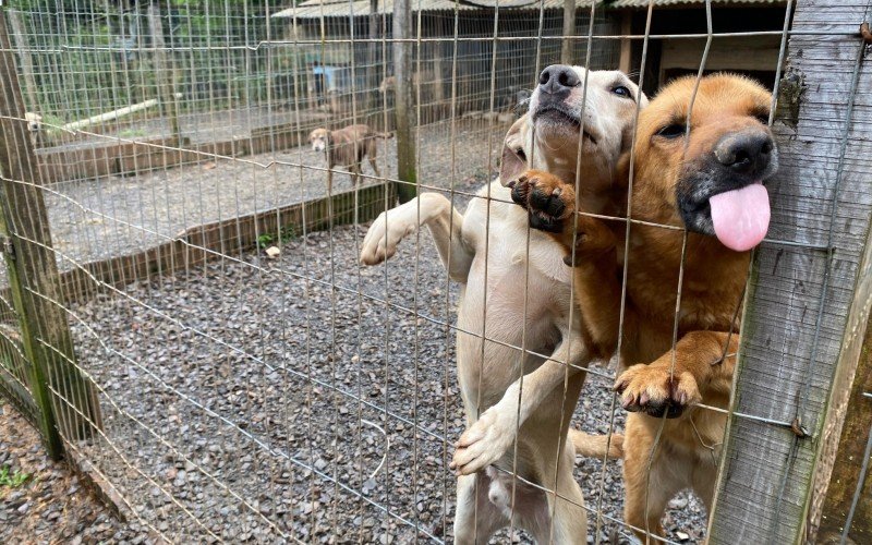 Abrigo Municipal de Gramado estÃ¡ com mais de 140 cÃ£es e gatos para adoÃ§Ã£o