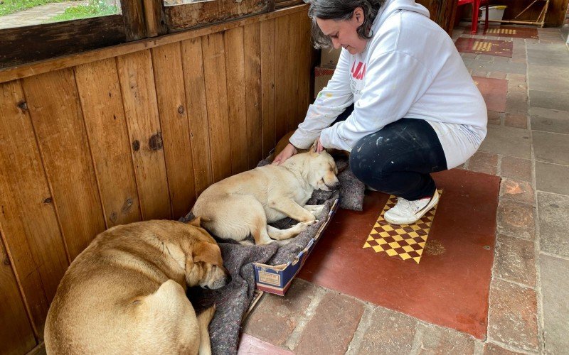 Cães comunitários da Casa do Artesanato