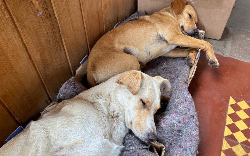 Cães comunitários da Casa do Artesanato