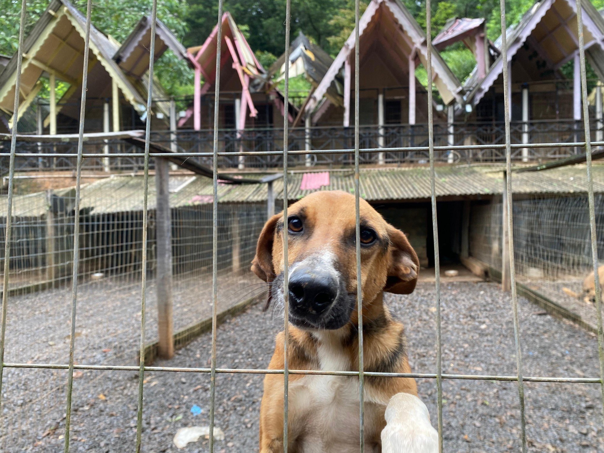 Secretaria de Saúde lança programa Adote um Cão Abrigado para desafogar abrigo municipal