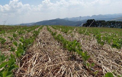 Soja deve ter quebra de safra ao redor de 40%, segundo estimativa da Emater