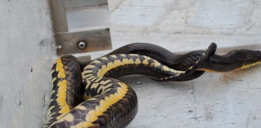 Cobra d'água é capturada pela Guarda em casa alagada onde morava um bebê