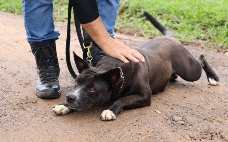 Pitbull Pretinha agora tem nova casa | Jornal NH