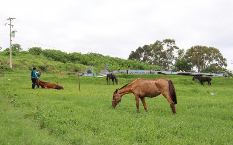 Animais estÃ£o sob os cuidados do Cempra em Sapiranga