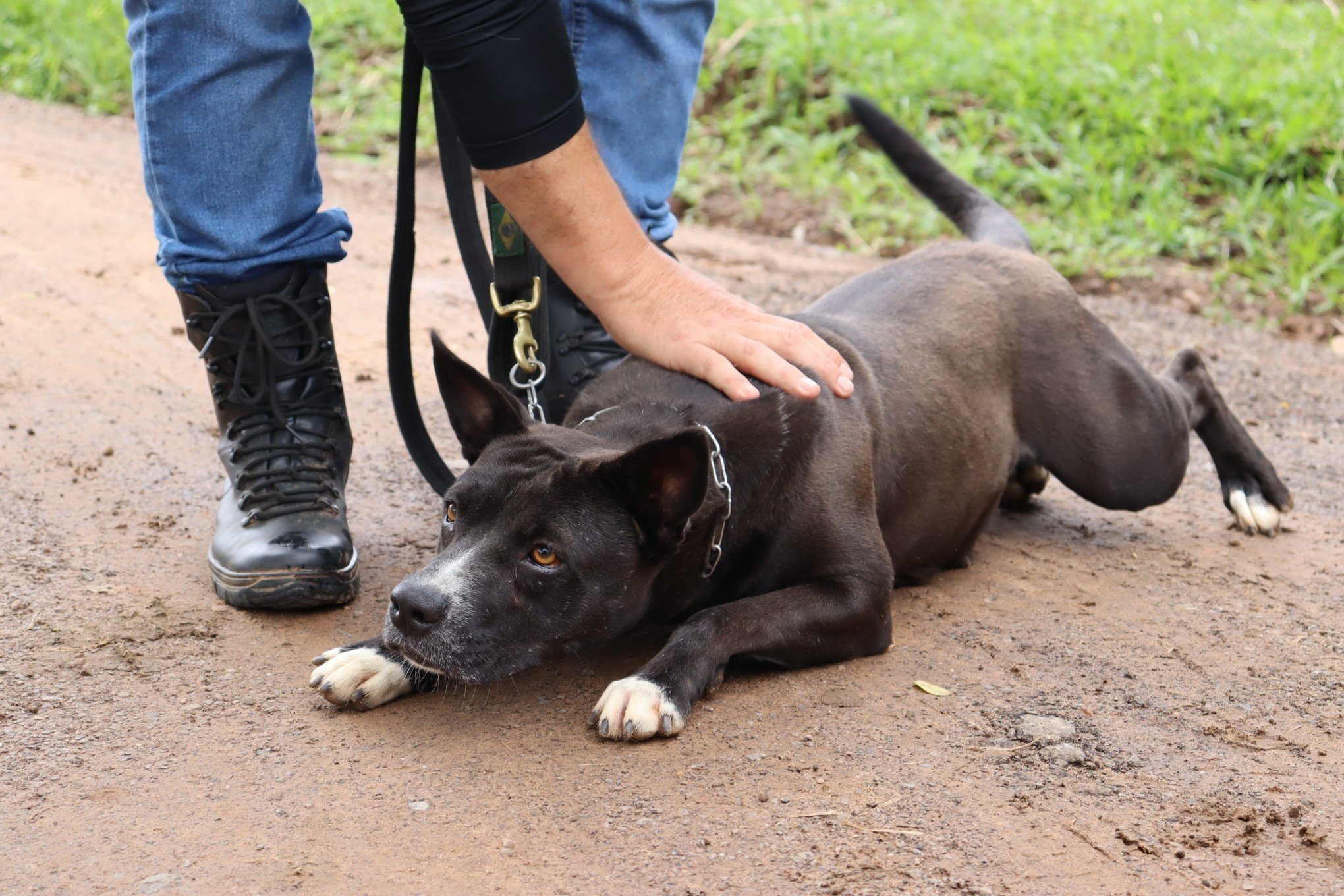 Conheça Pretinha, a pitbull resgatada por maus-tratos que ganhou nova vida graças a projeto da região