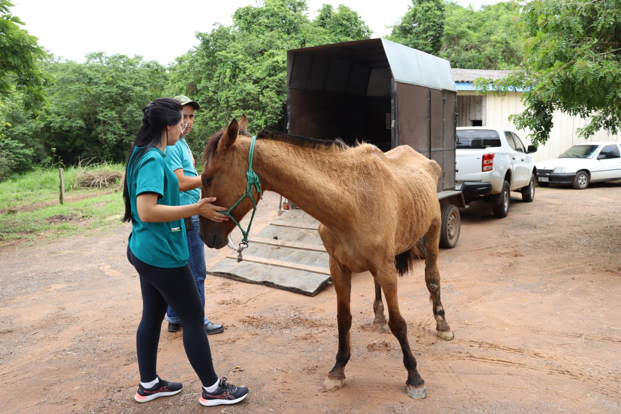 Município de Sapiranga tem mais de 40 cavalos disponíveis para adoção responsável