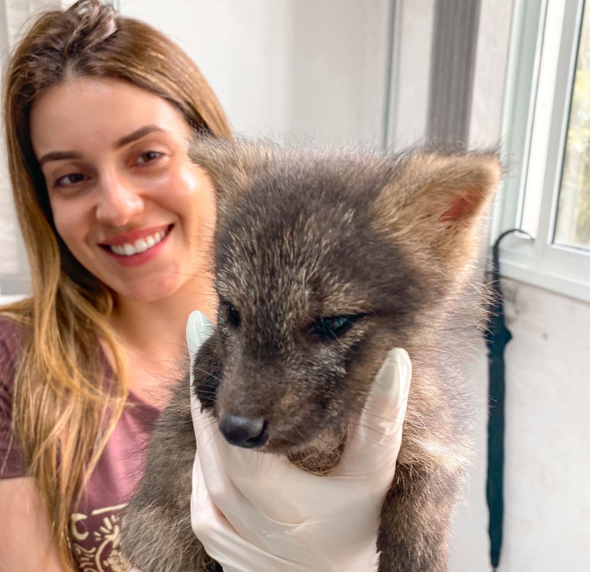Filhote de graxaim é encontrado sem os pais em município da região