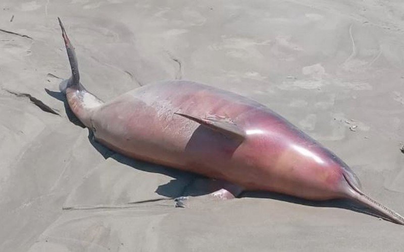 Animais marinhos foram encontrados mortos no fim de semana entre Rio Grande e Santa Vitória do Palmar | Jornal NH