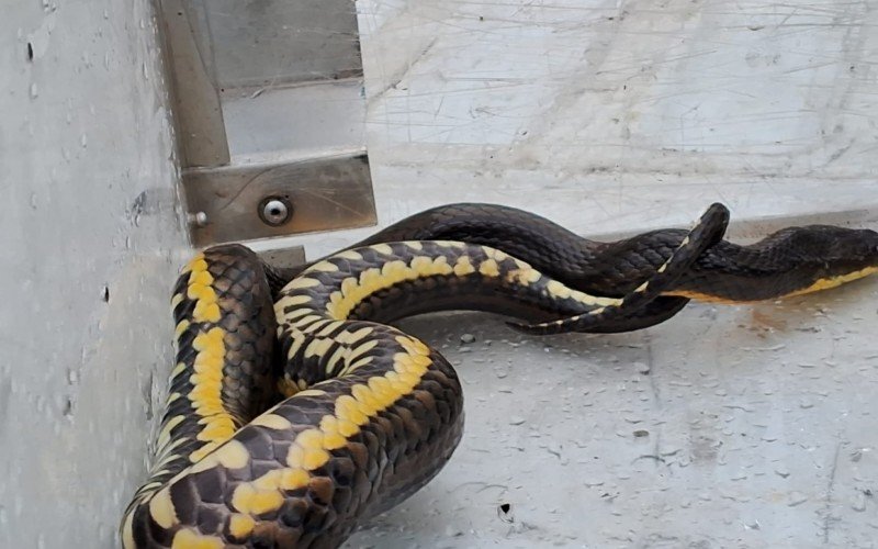 Serpente não peçonhenta foi resgatada e reintegrada ao ambiente apropriado