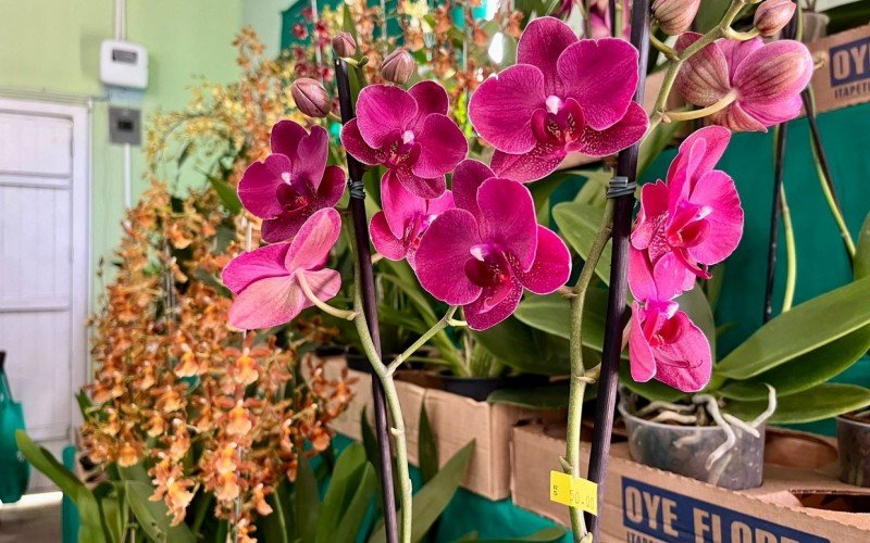 125Âª ExposiÃ§Ã£o de orquÃ­deas de SÃ£o Leopoldo 