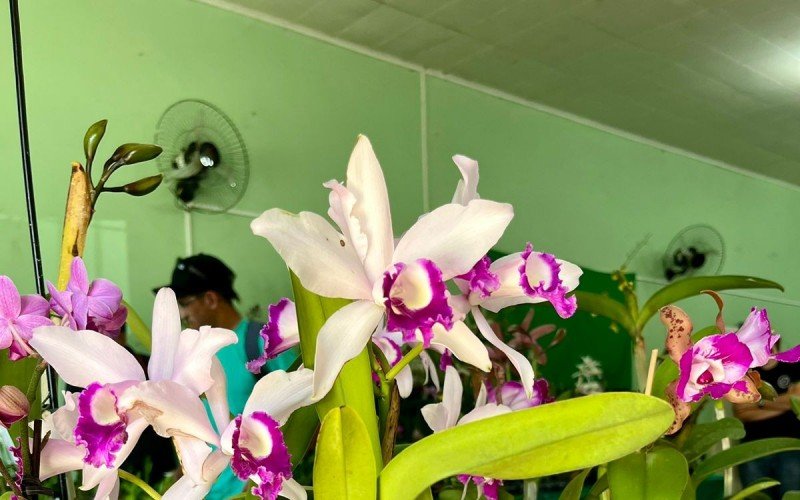 125Âª ExposiÃ§Ã£o de orquÃ­deas de SÃ£o Leopoldo 