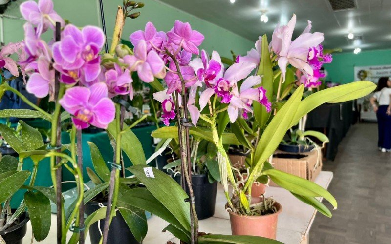 125Âª ExposiÃ§Ã£o de orquÃ­deas de SÃ£o Leopoldo 