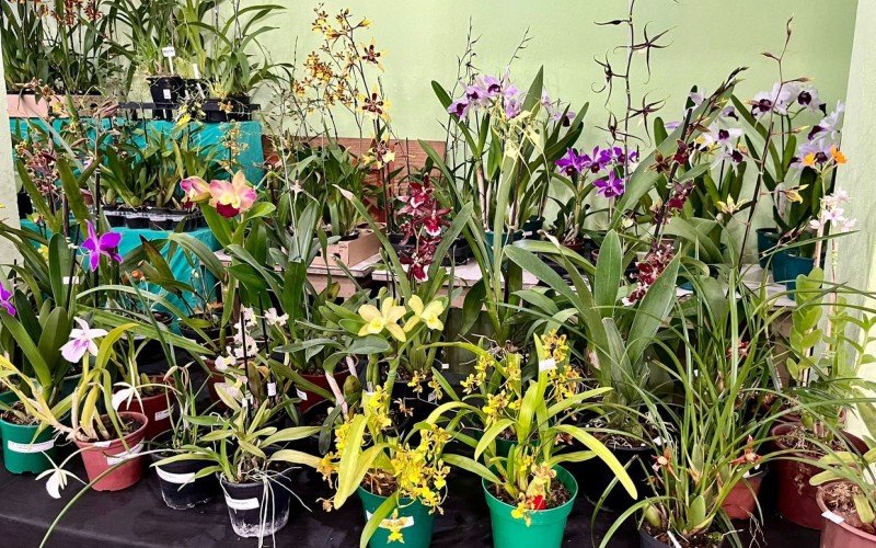 125Âª ExposiÃ§Ã£o de orquÃ­deas de SÃ£o Leopoldo 