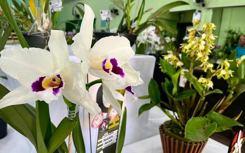 125Âª ExposiÃ§Ã£o de orquÃ­deas de SÃ£o Leopoldo 