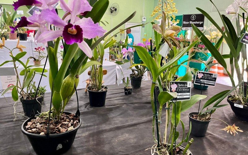 125Âª ExposiÃ§Ã£o de orquÃ­deas de SÃ£o Leopoldo 