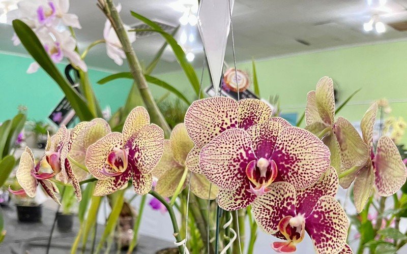 125Âª ExposiÃ§Ã£o de orquÃ­deas de SÃ£o Leopoldo 