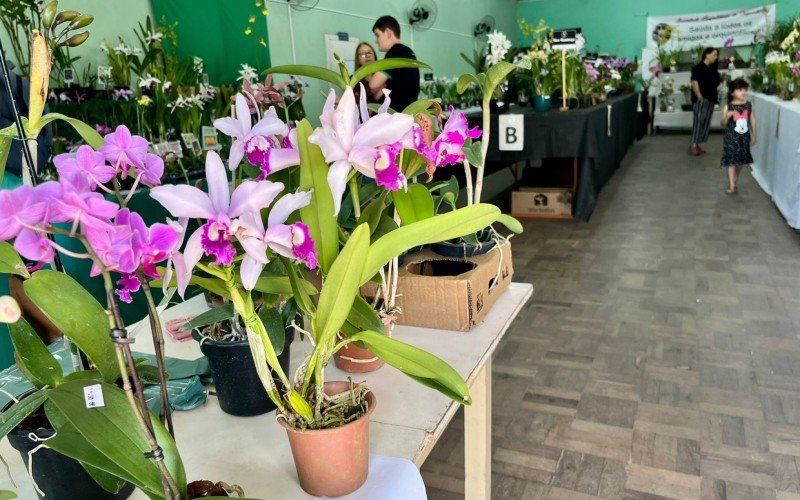 125Âª ExposiÃ§Ã£o de orquÃ­deas de SÃ£o Leopoldo 