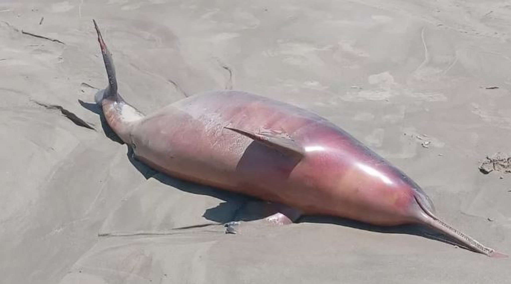 Centenas de animais marinhos são encontrados mortos no Rio Grande do Sul