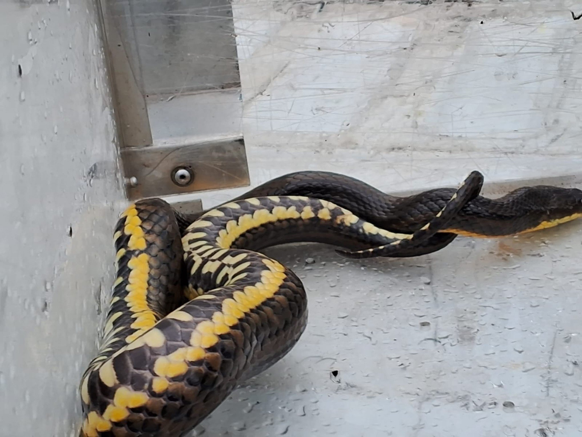 SUSTO: cobra é resgatada dentro de casa alagada em São Leopoldo
