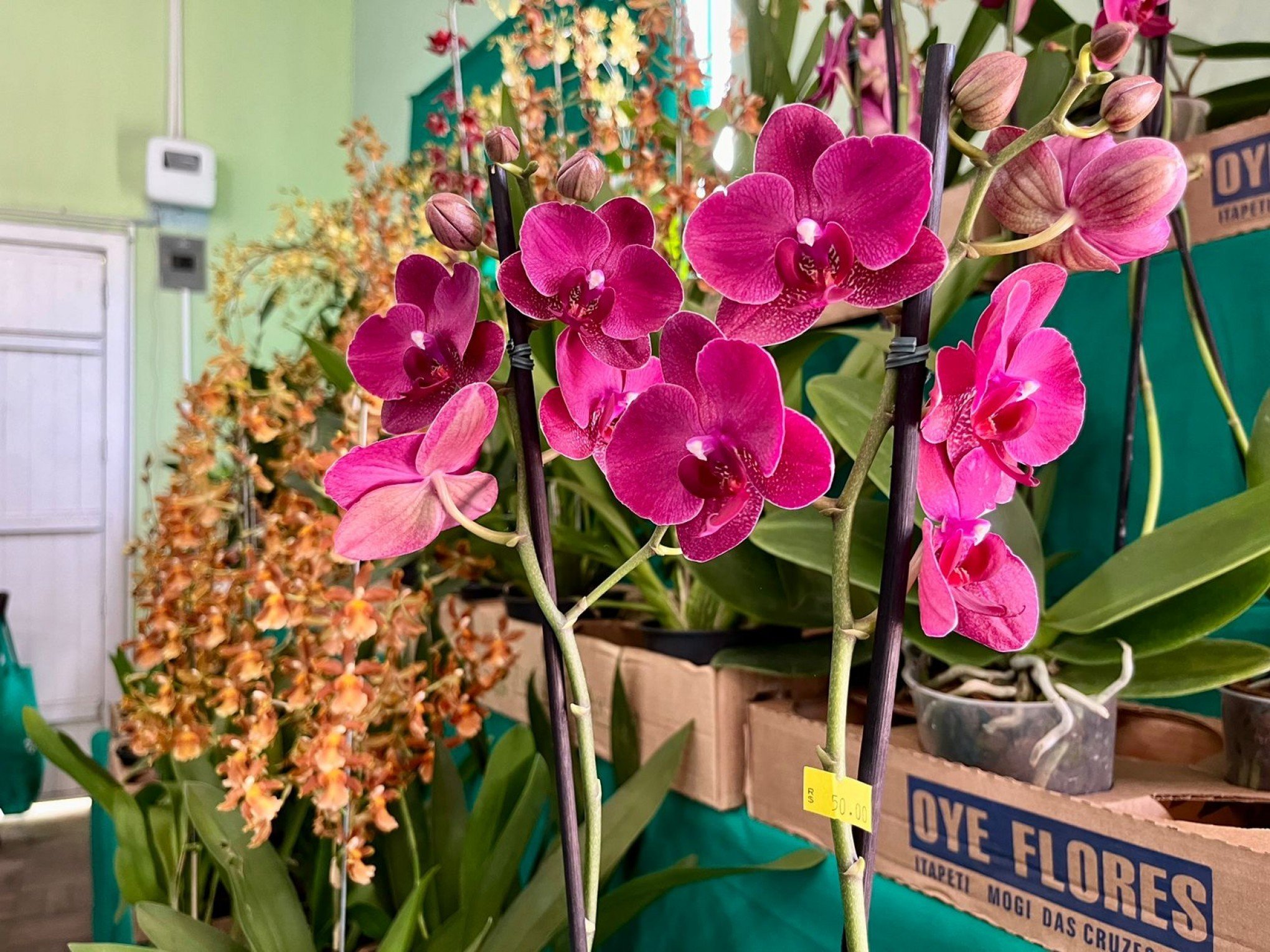 Exposição de orquídeas ocorre até as 17 horas deste domingo em São Leopoldo
