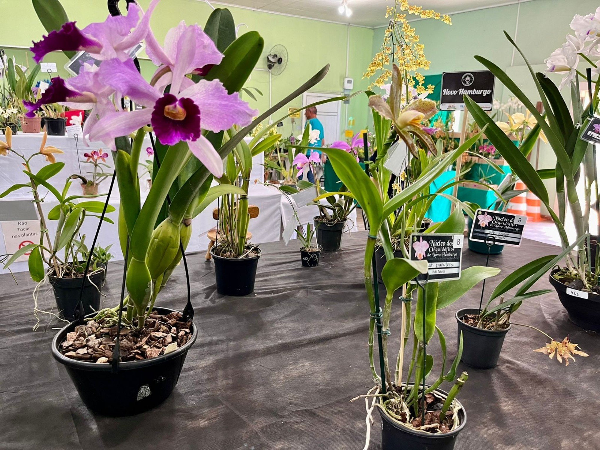 São Leopoldo sediará exposição de orquídeas neste fim de semana