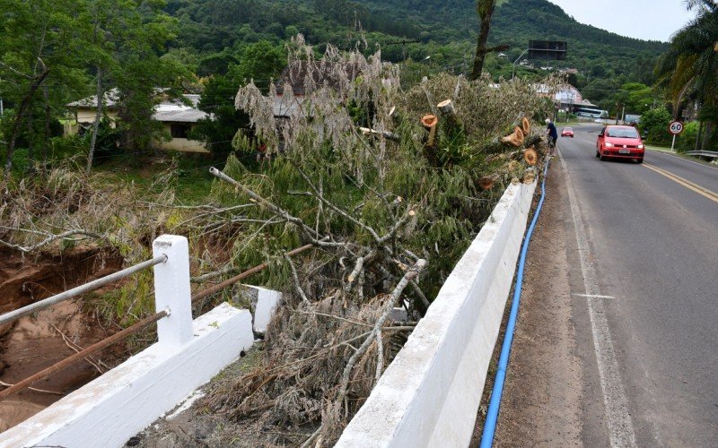 Árvore caiu e quebrou parte da passarela para pedestres | Jornal NH