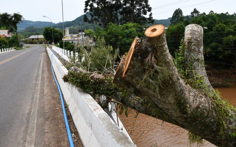 Ãrvore caiu e quebrou parte da passarela para pedestres