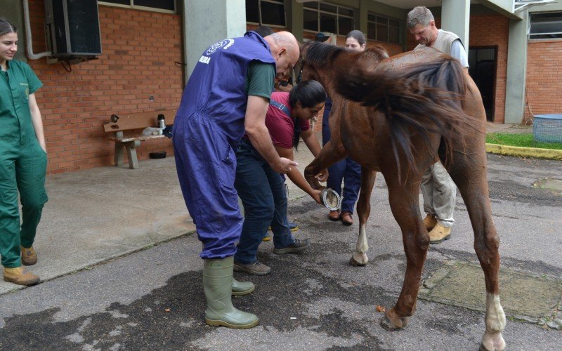 Curso de Medicina VeterinÃ¡ria da Ulbra Canoas faz 30 anos