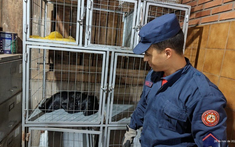 Urubu resgatado em Novo Hamburgo | Jornal NH