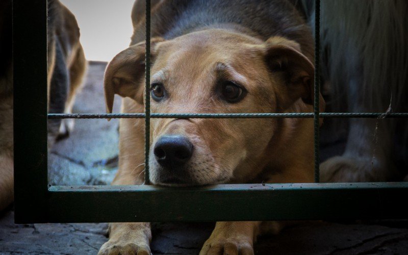 Projeto de Lei visa banir o consumo de carne de cachorro no país | Jornal NH