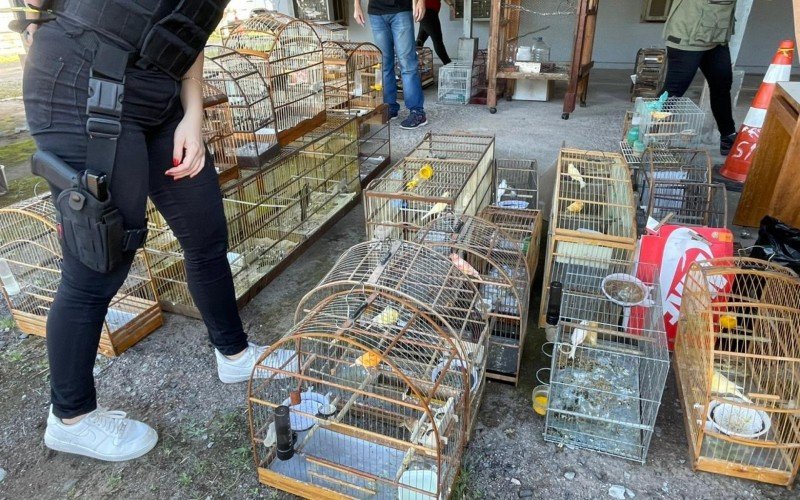 Animais achados pela Polícia Civil  | Jornal NH