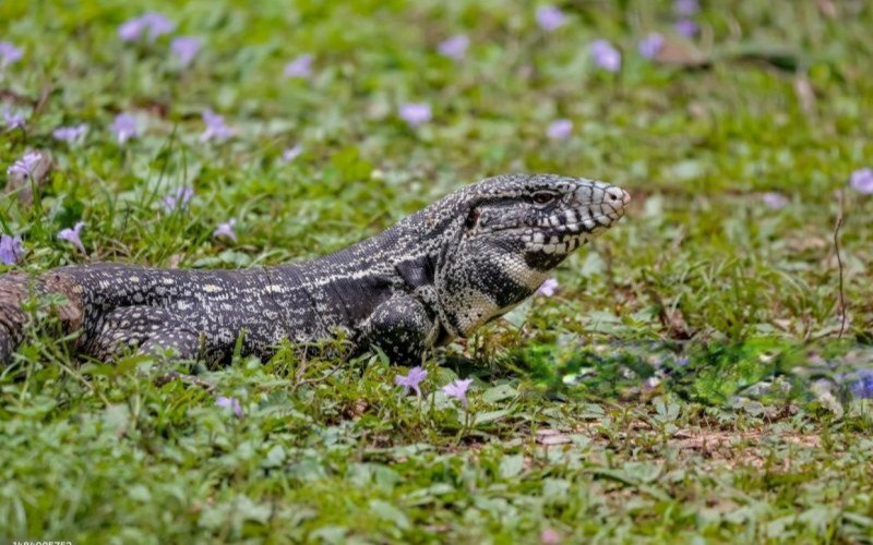 Lagarto da espécie teiú é o mais comum no município, mas não é animal doméstico | Jornal NH