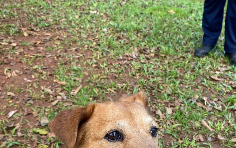 Segundo a Sempa, atualmente mais de 190 animais tutelados pelo Canil Municipal tem com uma ou mais deficiÃªncias