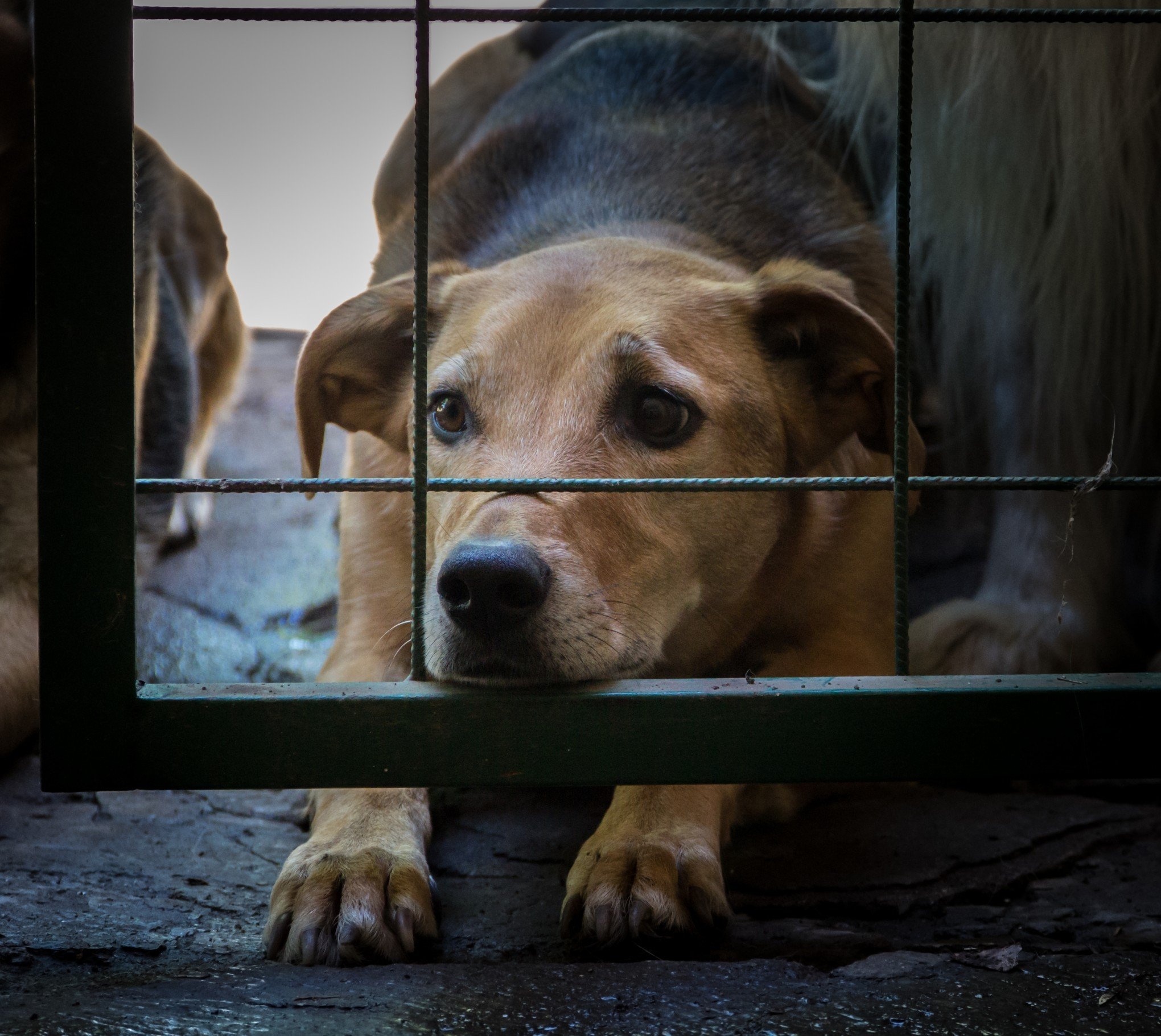 Produtores de carne de cachorro ameaçam soltar 2 milhões de cães em Seoul; entenda por quê